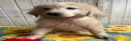 Great Pyrenees dogs for sale: Boomer - Ad 2
