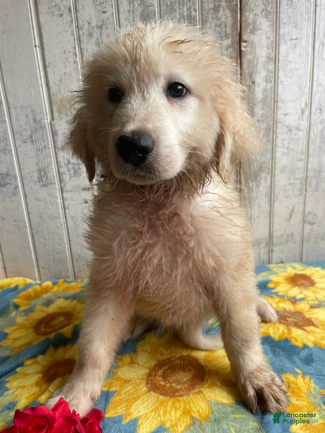 Great Pyrenees dogs for sale: Boomer - Ad 2