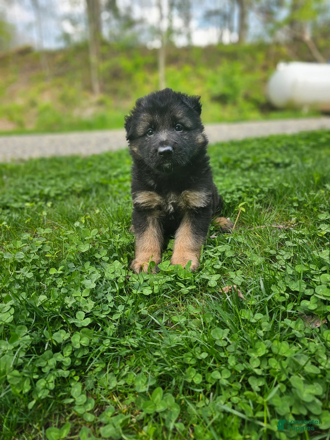 German Shepherd dogs for sale: Max - Ad 2