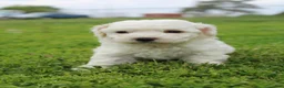 Bichpoo dogs for sale: Maple - Ad 3