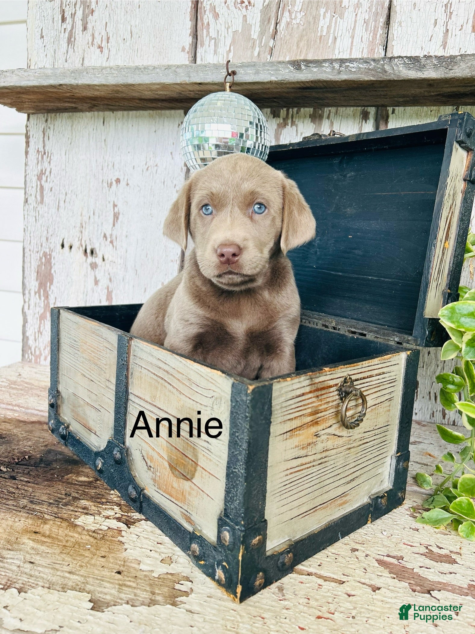 Labrador Retriever dogs Annie  - Ad 1