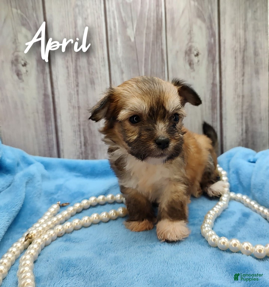 Crested Mix Teacup Chinese Crested Puppies For Sale Chinese