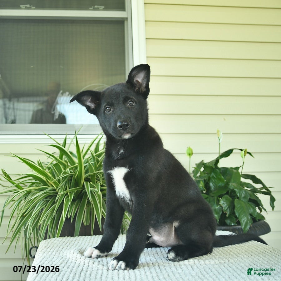 Mixed Breed dogs Rusty  - Ad 1