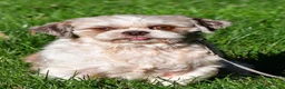 Shih Tzu dogs for sale: Cole - Ad 9