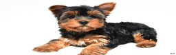 Yorkshire Terrier dogs for sale: Joy - Ad 5