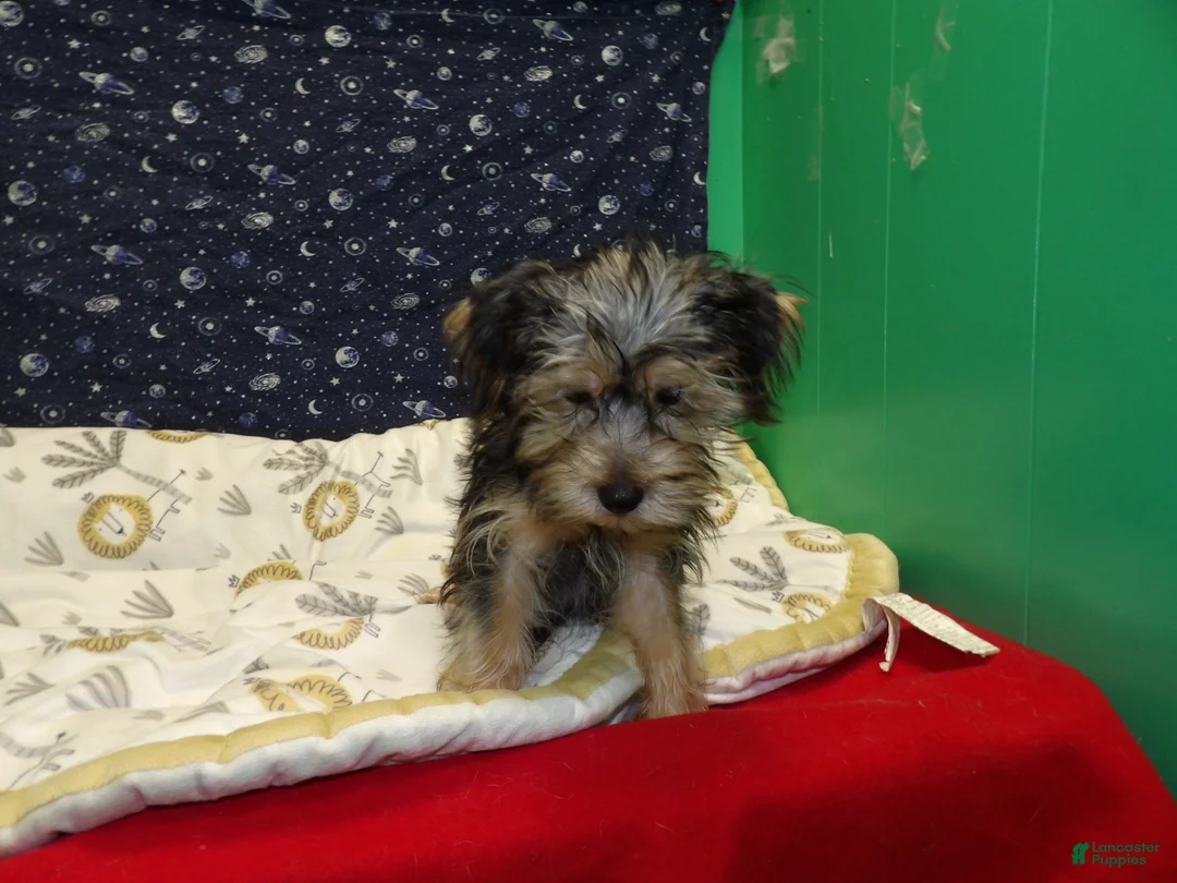 Yochon dogs for sale: Jim - Ad 5