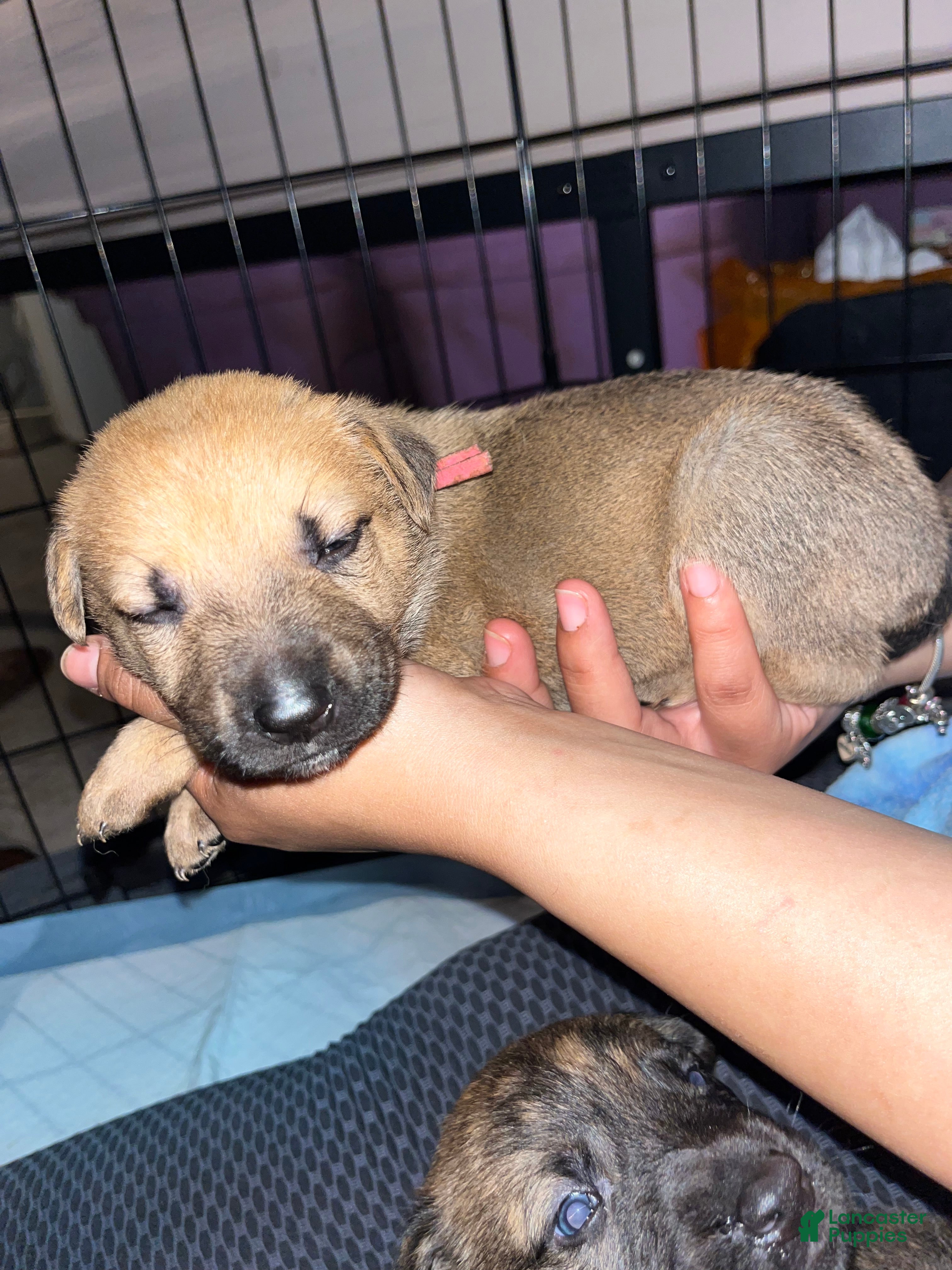 Mixed Breed dogs Hot pink - Ad 1
