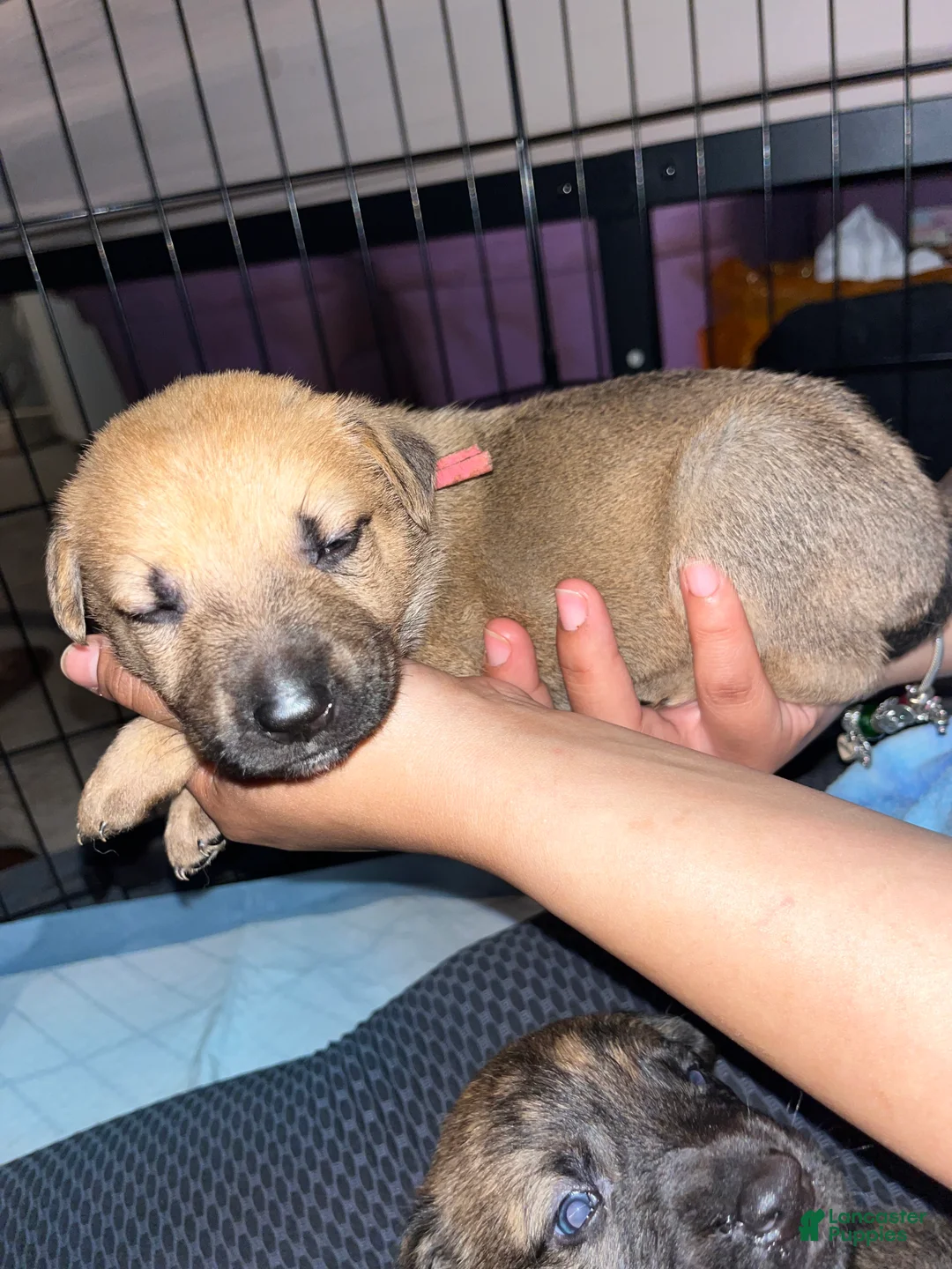 Mixed Breed dogs for sale: Hot pink - Ad 1