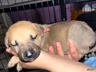 Mixed Breed dogs for sale: Hot pink - Ad 4