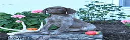 German Shorthaired Pointer dogs for sale: Maverick - Ad 1