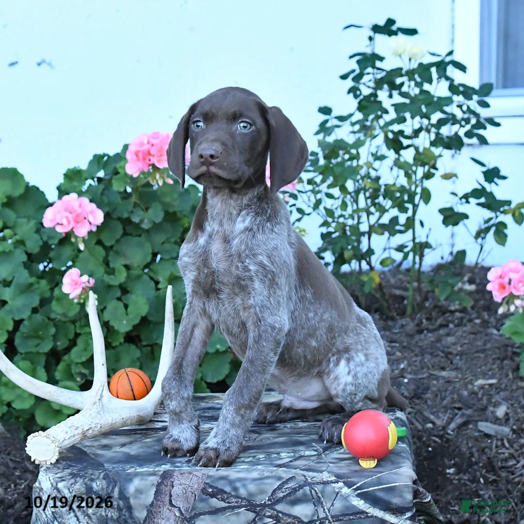 German Shorthaired Pointer dogs for sale: Maverick - Ad 1