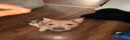 American Pit Bull Terrier dogs for sale: American Pit Bull Terrier 1 - Ad 2