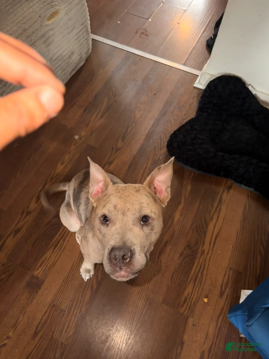 American Pit Bull Terrier dogs for sale: American Pit Bull Terrier 1 - Ad 2