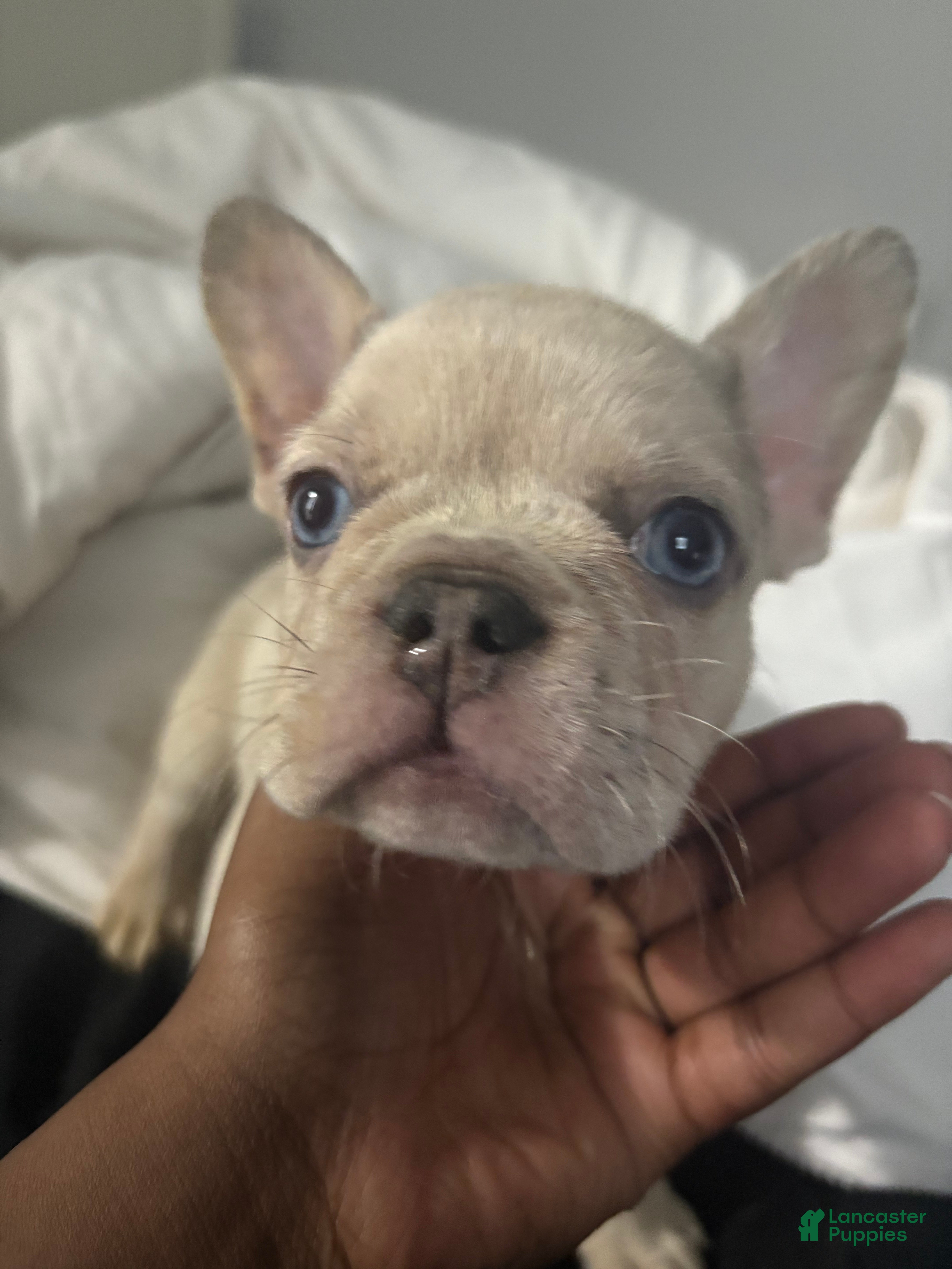French Bulldog dogs remi - Ad 14