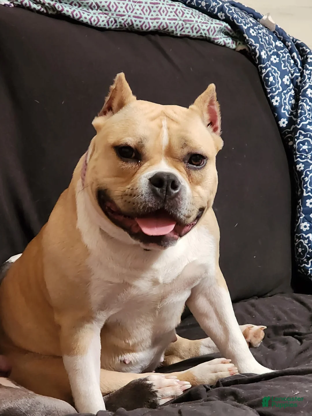 Gallery Image {{count}}