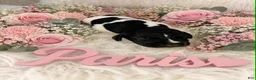 German Shorthaired Pointer dogs for sale: Paris - Ad 1