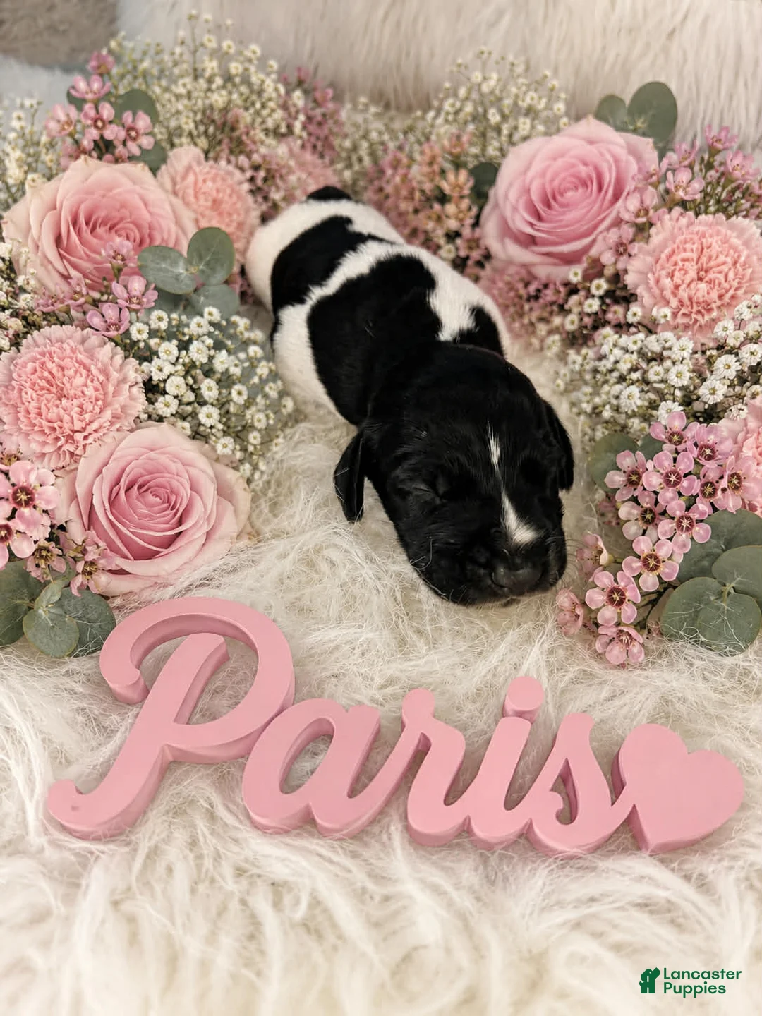 German Shorthaired Pointer dogs for sale: Paris - Ad 1