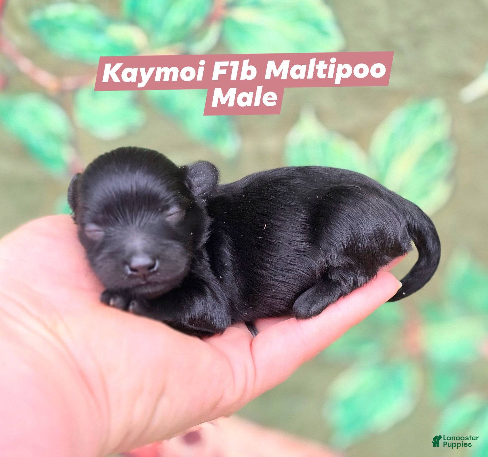 Maltipoo dogs Kaymoi - Ad 42