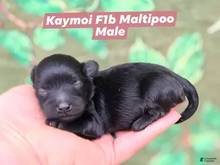 Maltipoo dogs Kaymoi - Ad 39