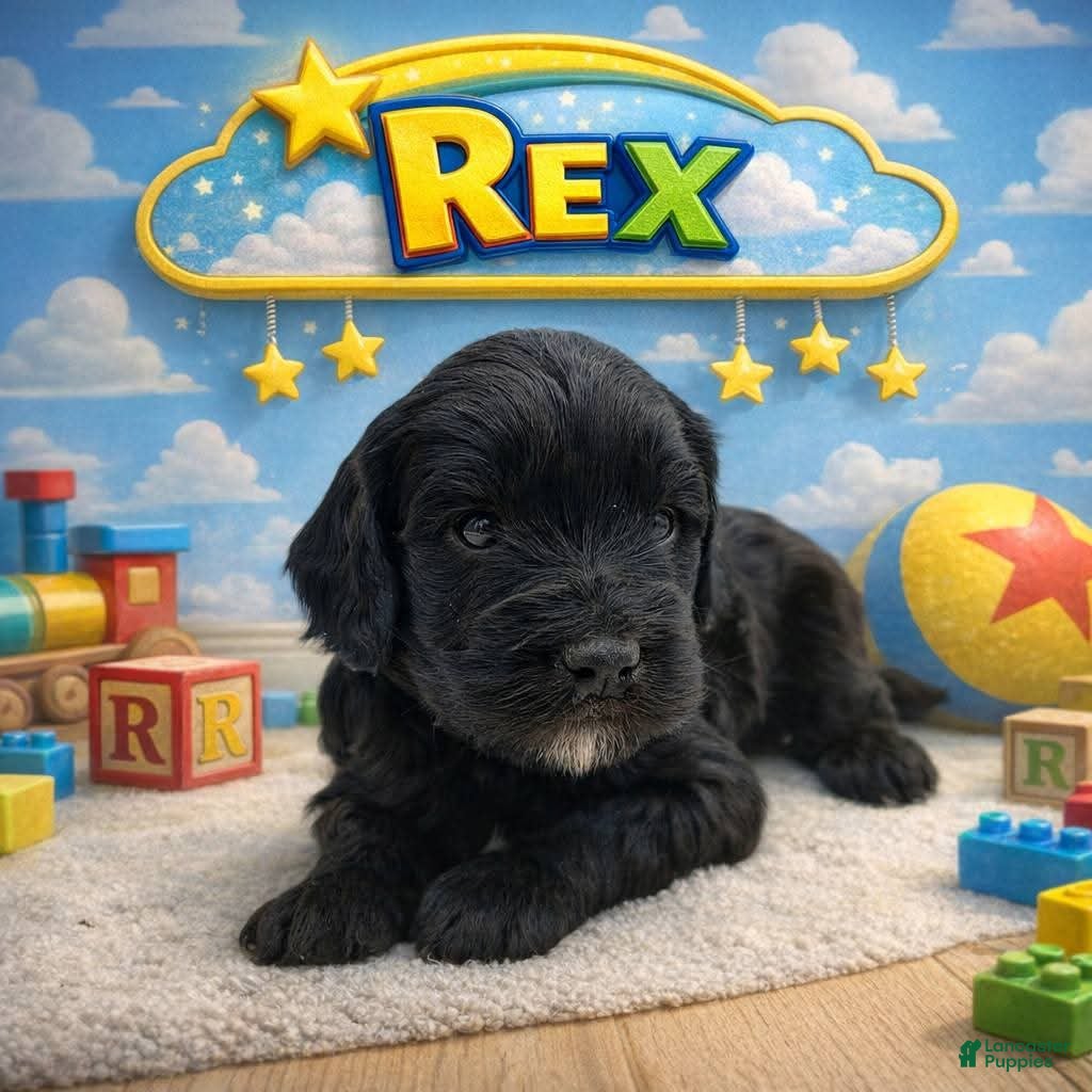 Mixed Breed dogs Mixed Breed Puppy 3 - Ad 12