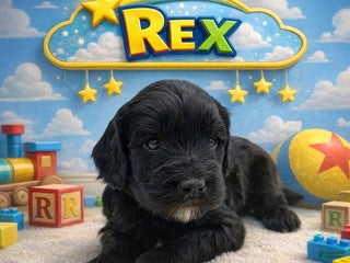 Mixed Breed dogs Mixed Breed Puppy 3 - Ad 12