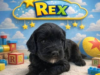 Mixed Breed dogs Mixed Breed Puppy 3 - Ad 30