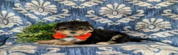 Morkie dogs for sale: Rafe 6 lbs Full Grown - Ad 5