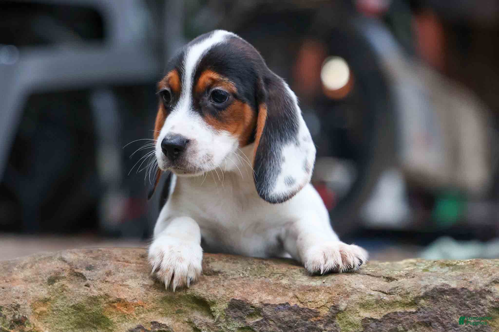 Beagle dogs Dolly💗 - Ad 1