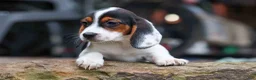 Beagle dogs for sale: Dolly💗 - Ad 1