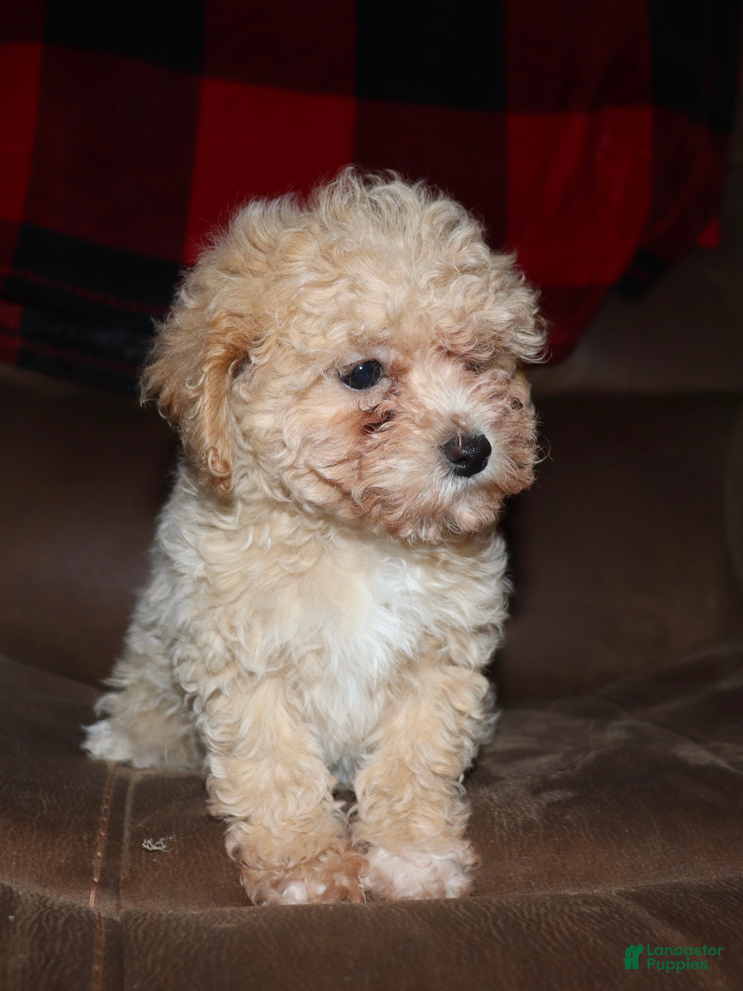 Toy Poodle dogs Angel - Ad 32