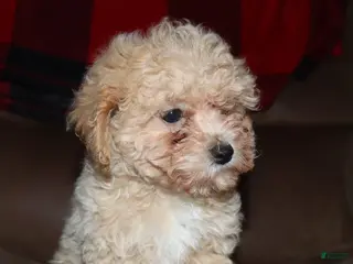 Toy Poodle dogs Angel - Ad 32
