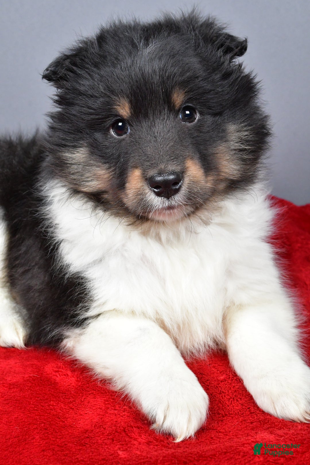 Shetland Sheepdog dogs for sale: Trixie - Ad 6