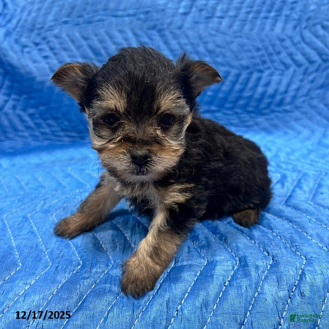 Yorkiepoo dogs for sale: Trish - Ad 2