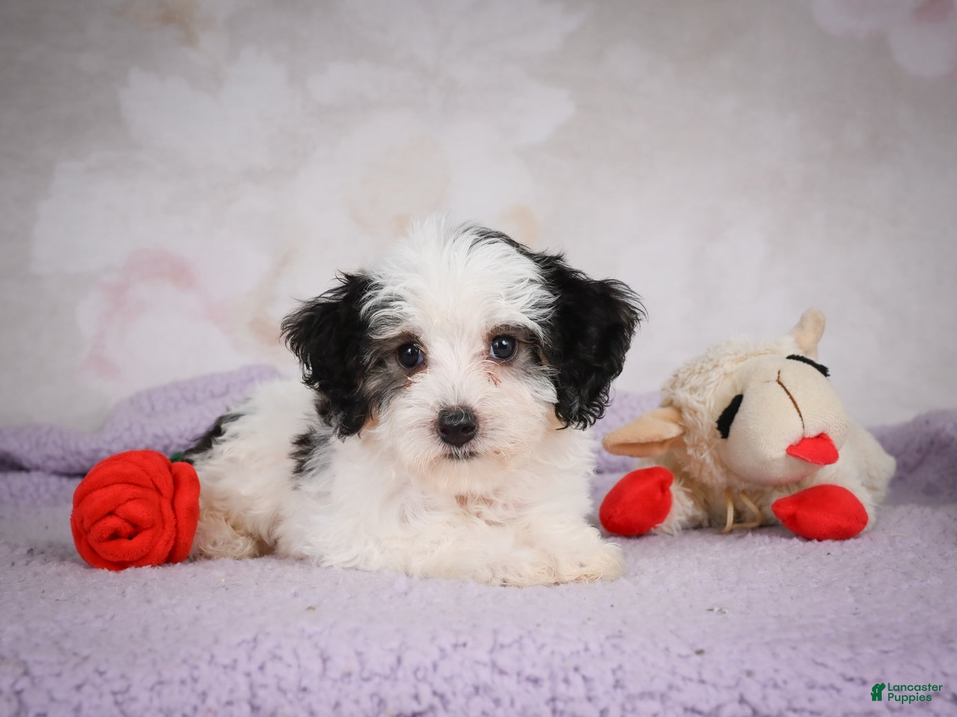 Mini Bernedoodle dogs Macky - Ad 2