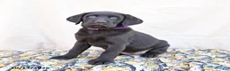 Labrador Retriever dogs for sale: Heidi - Ad 3