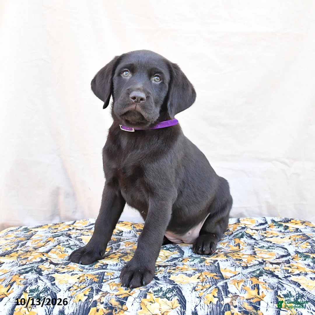 Labrador Retriever dogs for sale: Heidi - Ad 3