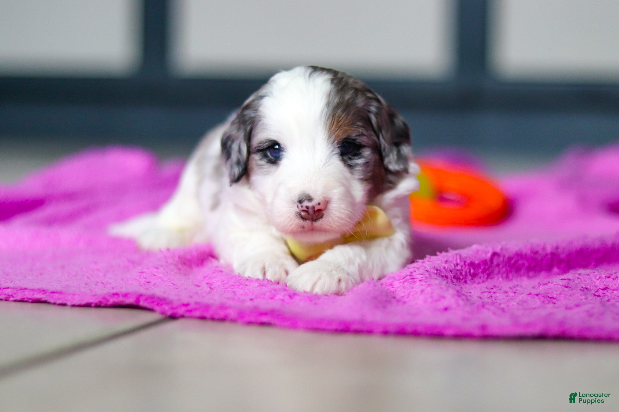 Mini Bernedoodle dogs Jesse - Ad 30