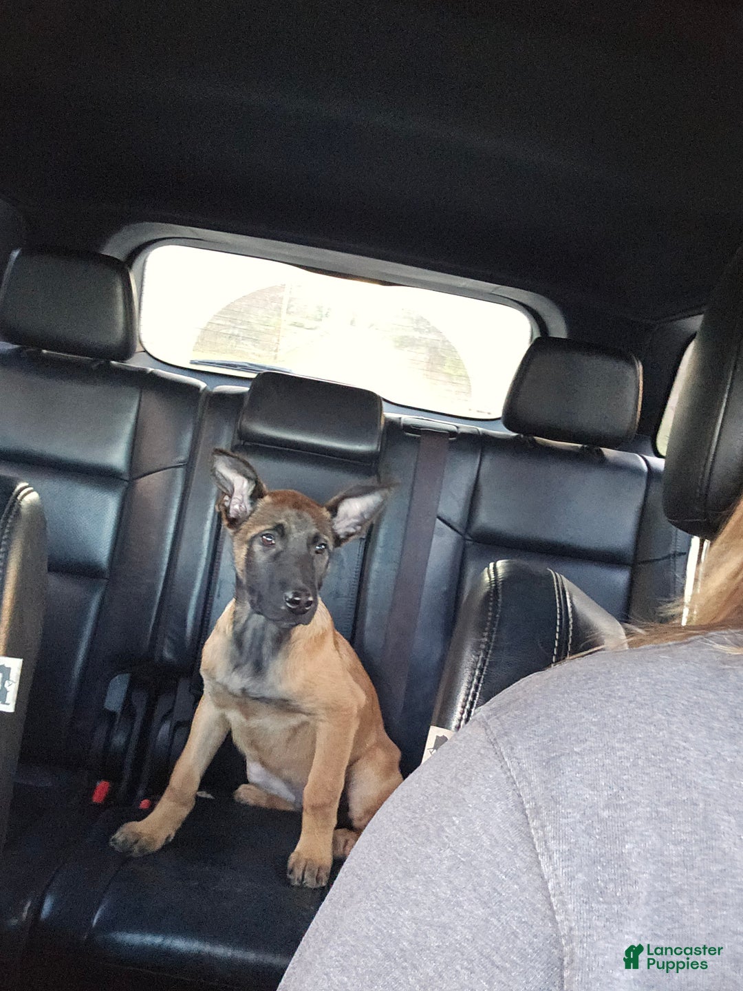 Belgian Malinois dogs for sale: "Jhett" Belgian Malinois - Ad 1