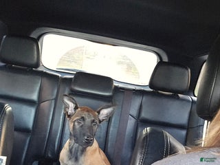 Belgian Malinois dogs "Jhett" Belgian Malinois - Ad 40