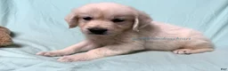 Golden Retriever dogs for sale: Matty - Ad 6