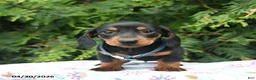 Miniature Dachshund dogs for sale: Lars  - Ad 4