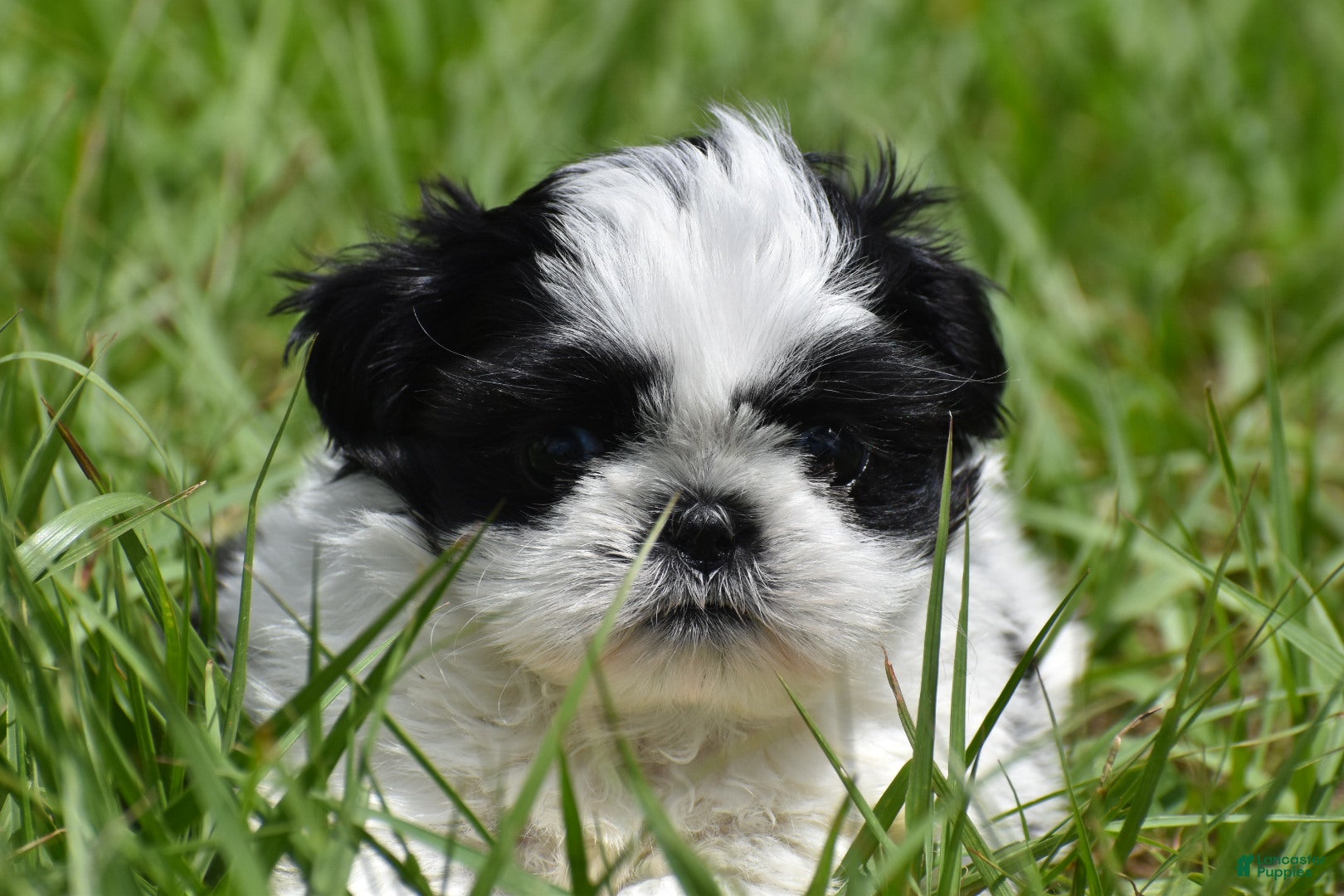 Shih Tzu dogs Shih Tzu Puppy 2 - Ad 1