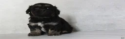 Teddy Bear dogs for sale: Rox - Ad 3