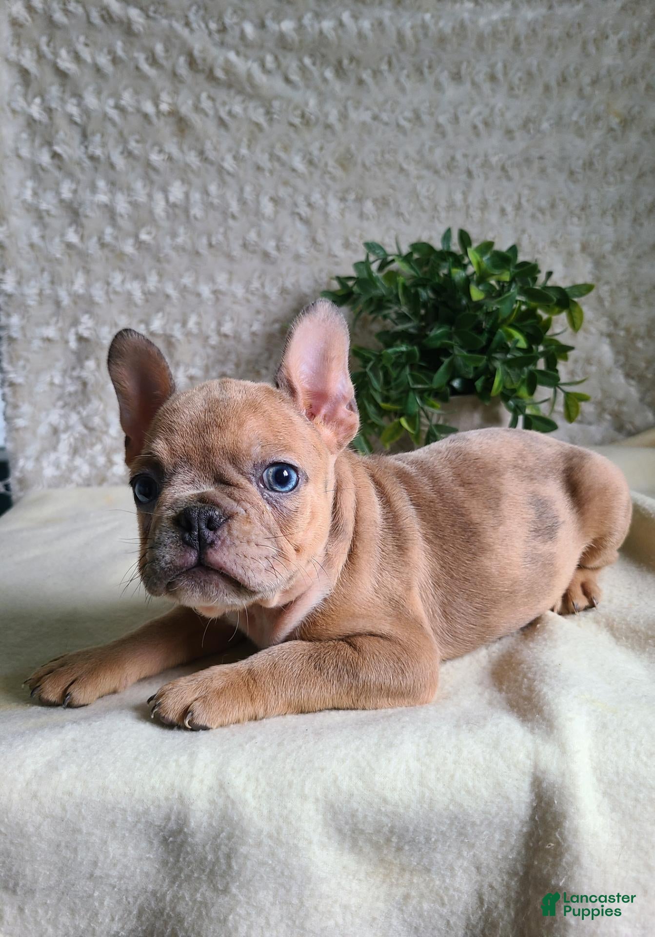Frenchton dogs Milo - Ad 2
