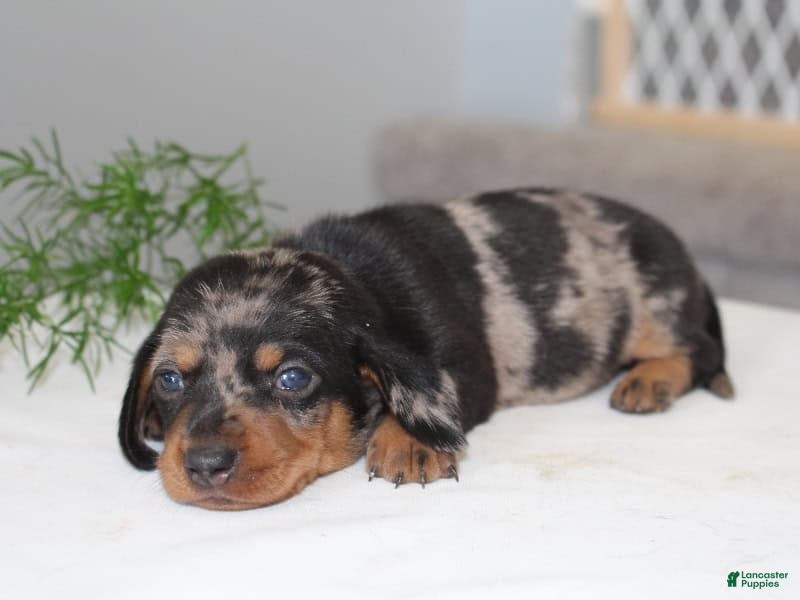 Miniature Dachshund dogs for sale: Olivia - Ad 4