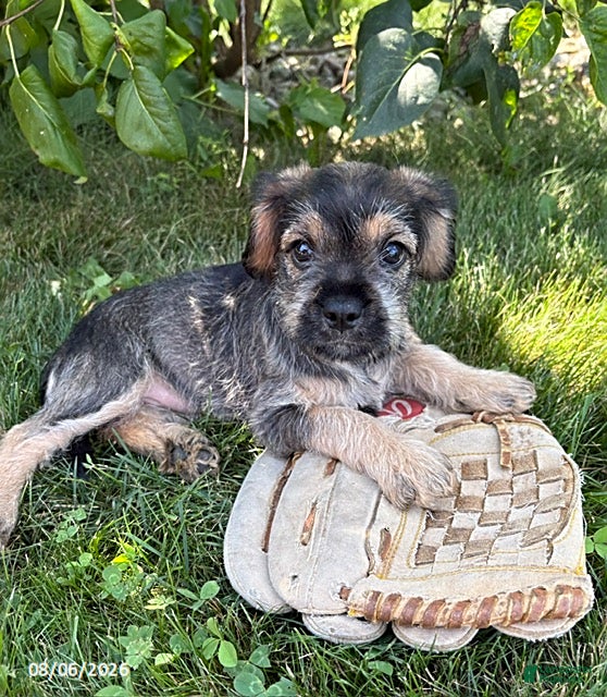 Schnoodle dogs Tia - Ad 1