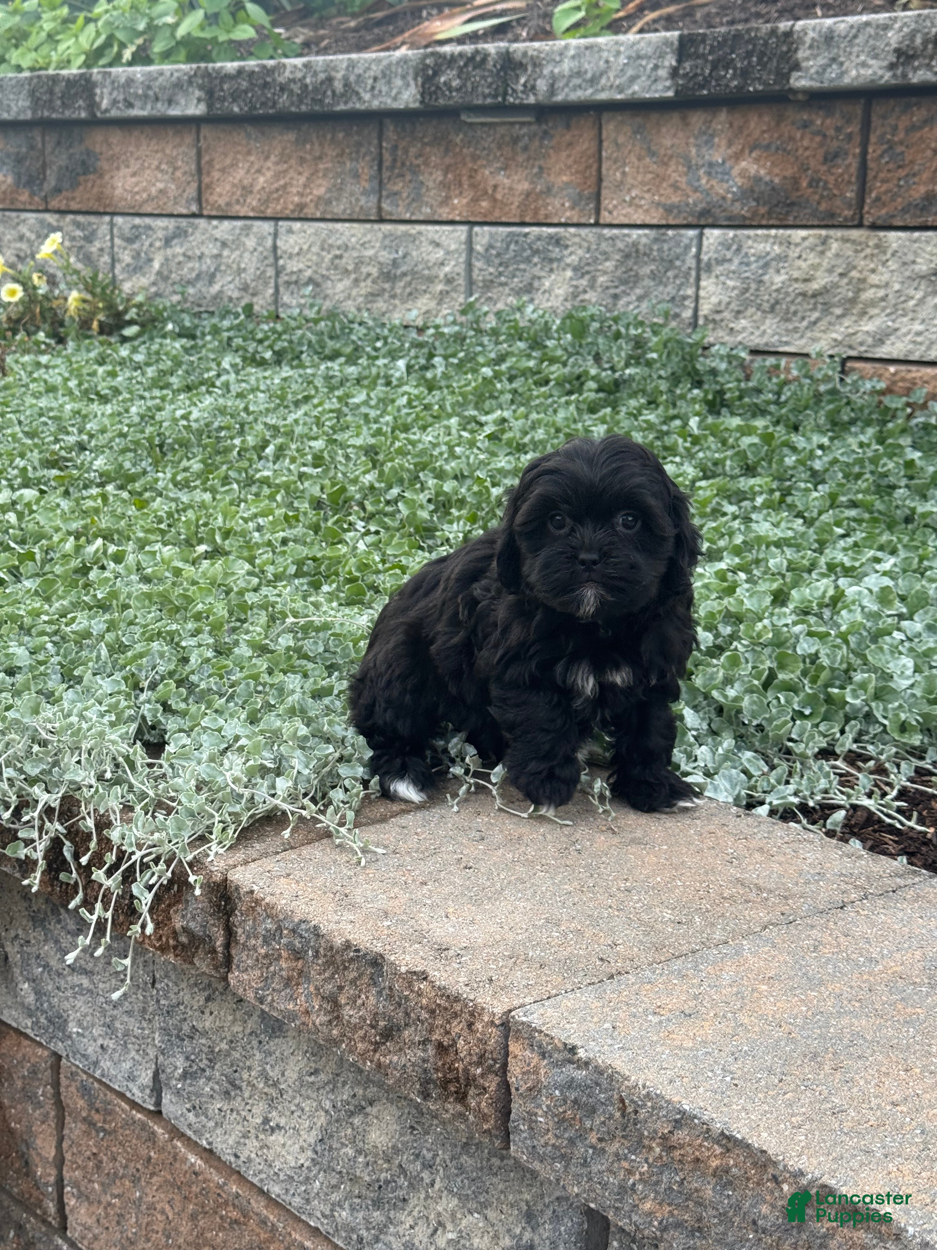 Shihpoo dogs for sale: Xara - Ad 3