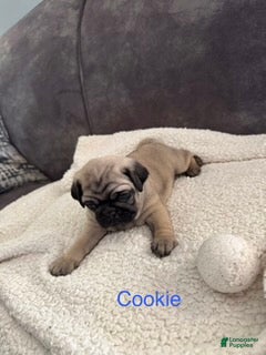 Pug dogs AKC, Cookie - Ad 1