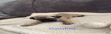 AKC, Cookie