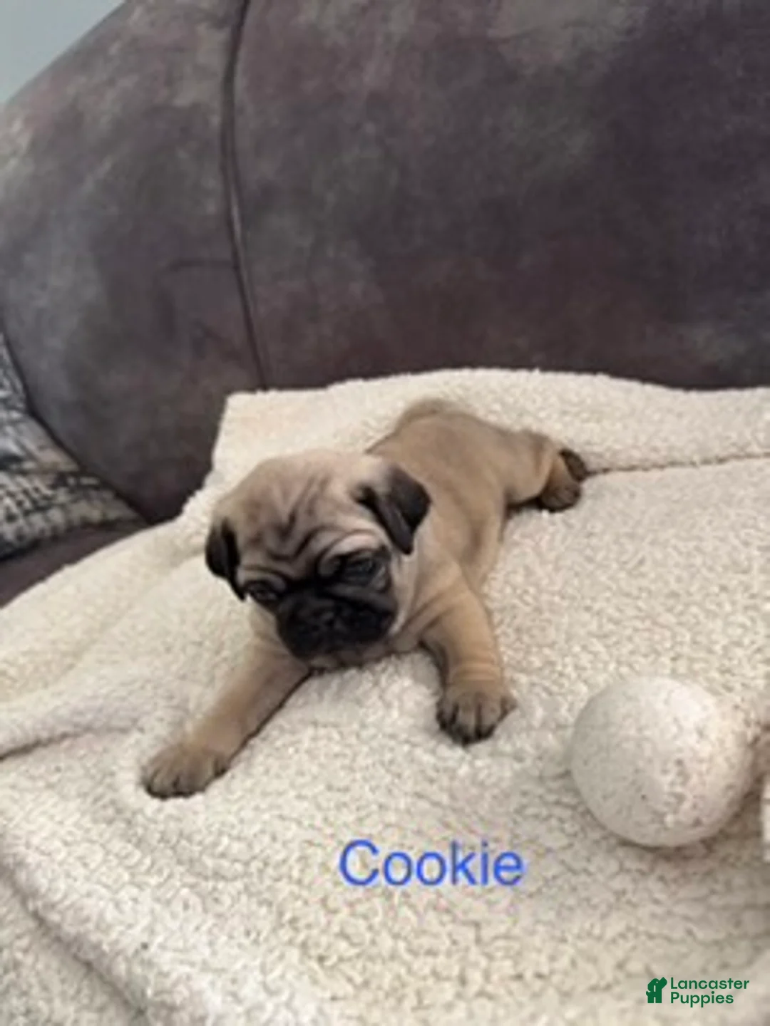 Pug dogs for sale: AKC, Cookie - Ad 1